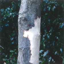 Sycamore debarked. Photo by Bede Howell