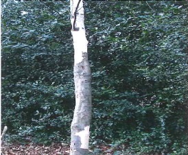 greysuirrel2
